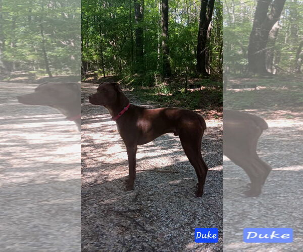 Medium Photo #6 Mutt Puppy For Sale in Farmerville, LA, USA