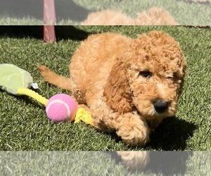 Goldendoodle Puppy for sale in LOS ANGELES, CA, USA