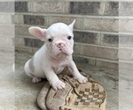 Small #2 French Bulldog