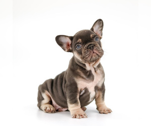 French Bulldog Puppy for sale in MIDDLEBURG, FL, USA