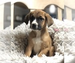 Small Photo #5 Boxador Puppy For Sale in CONVERSE, IN, USA