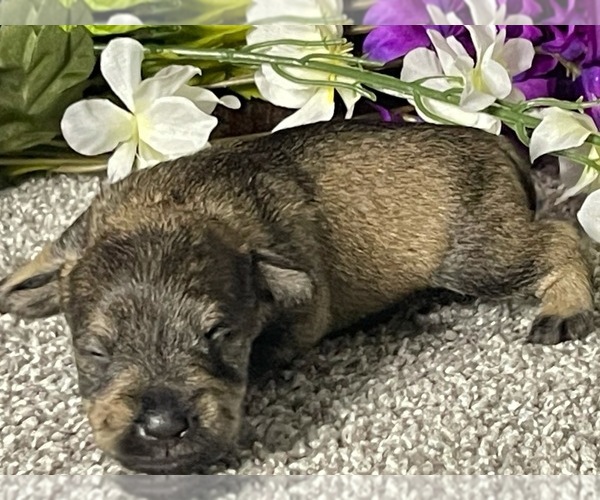Medium Photo #5 Schnauzer (Miniature) Puppy For Sale in FORT PIERCE, FL, USA