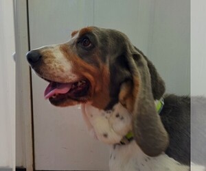 Mother of the Basset Hound puppies born on 06/19/2025