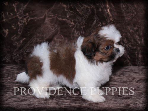 Medium Photo #13 Shih Tzu Puppy For Sale in COPPOCK, IA, USA