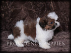Small Photo #13 Shih Tzu Puppy For Sale in COPPOCK, IA, USA