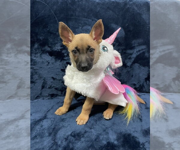 Medium Photo #1 Mutt Puppy For Sale in Imlay City, MI, USA