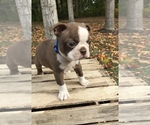 Small Photo #3 Boston Terrier Puppy For Sale in GOSHEN, IN, USA