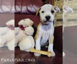 Small Photo #7 Mutt Puppy For Sale in Wakefield, RI, USA
