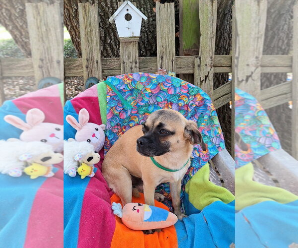 Medium Photo #2 Puggat Puppy For Sale in Missouri City, TX, USA