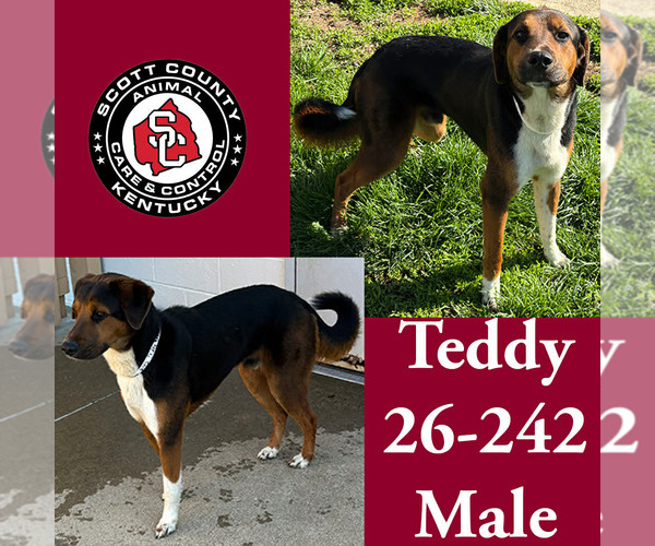 Medium Photo #1 Mutt Puppy For Sale in Georgetown, KY, USA