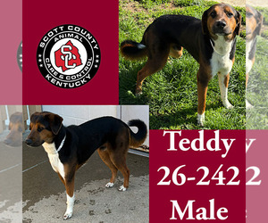 Mutt Dogs for adoption in Georgetown, KY, USA