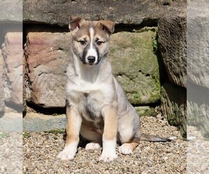 German Shepherd Dog-Siberian Husky Mix Puppy for sale in FREDERICKSBG, OH, USA