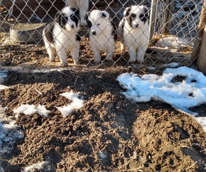 Border Collie Puppy for sale in TOPPENISH, WA, USA