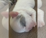 Small Photo #17 French Bulldog Puppy For Sale in OAKDALE, CA, USA