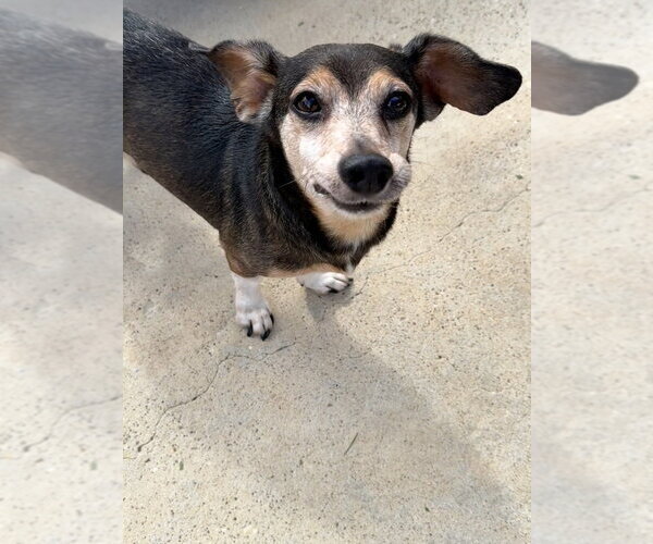 Medium Photo #2 Mutt Puppy For Sale in San Leon, TX, USA