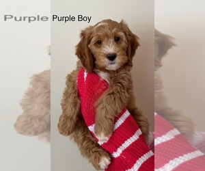 Australian Cobberdog Puppy for sale in GRAND RAPIDS, MI, USA