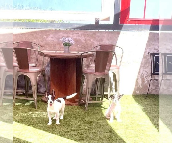 Medium Photo #10 Mutt Puppy For Sale in Escondido, CA, USA