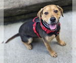 Small #4 Beagle Mix