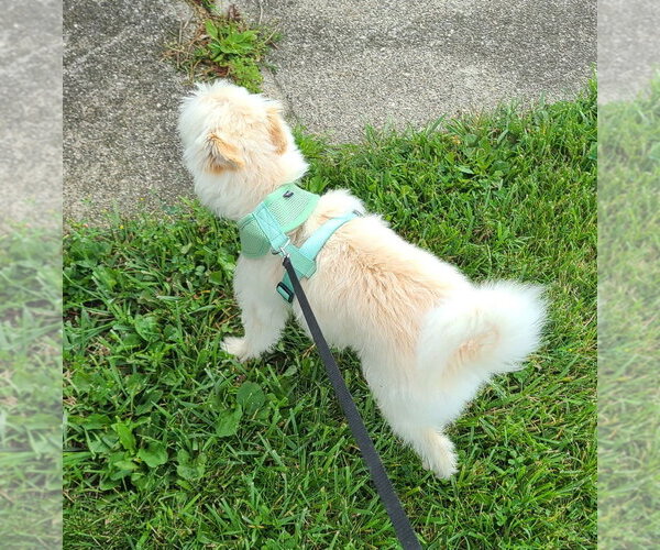 Medium Photo #10 Mutt Puppy For Sale in Portland, IN, USA