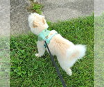 Small #9 Mutt