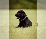 Puppy Reserved Labrador Retriever