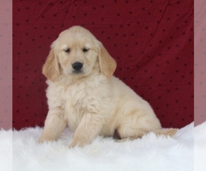 Golden Retriever Puppy for sale in FREDERICKSBURG, OH, USA