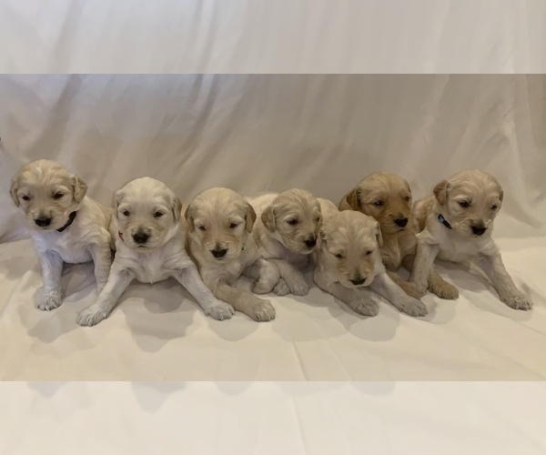 Medium Photo #7 Goldendoodle Puppy For Sale in LUMBERTON, NC, USA