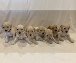Small Photo #7 Goldendoodle Puppy For Sale in LUMBERTON, NC, USA