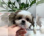 Puppy Violet Mal-Shi