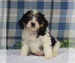 Small Photo #1 Cavachon Puppy For Sale in GAP, PA, USA