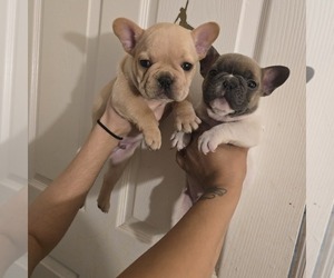 French Bulldog Puppy for sale in MIAMI, FL, USA