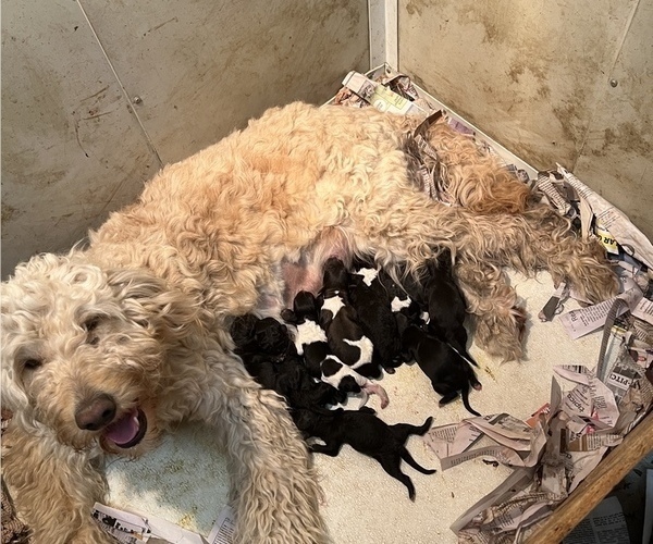 Medium Photo #1 Goldendoodle Puppy For Sale in ARKOMA, OK, USA