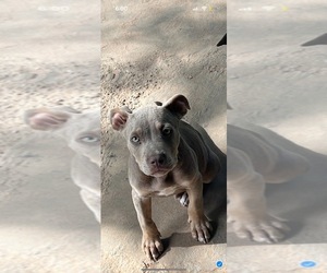 American Bully Puppy for sale in MOUNT PLEASANT, TX, USA