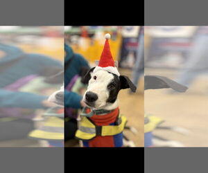 Mutt Dogs for adoption in NYC, NY, USA