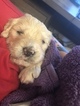 Small Photo #15 Goldendoodle Puppy For Sale in VACAVILLE, CA, USA