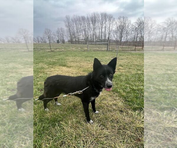 Medium Photo #5 Border Collie Puppy For Sale in Highland, IL, USA