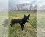 Small #4 Border Collie