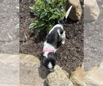 Small Photo #41 Bernedoodle-Bluetick Coonhound Mix Puppy For Sale in RINGTOWN, PA, USA