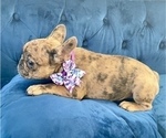 Small Photo #2 French Bulldog Puppy For Sale in NASHVILLE, TN, USA