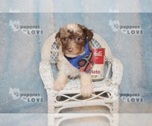 Australian Shepherd-Poodle (Toy) Mix Puppy for sale in SANGER, TX, USA