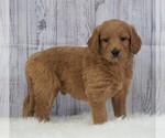 Small Photo #2 Goldendoodle Puppy For Sale in FREDERICKSBG, OH, USA