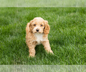 Cockapoo (Miniature) Puppy for sale in NAPPANEE, IN, USA