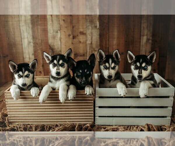 Medium Photo #1 Gerberian Shepsky Puppy For Sale in PALM BAY, FL, USA