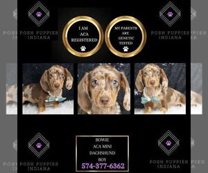 Dachshund Puppy for sale in WARSAW, IN, USA