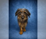 Small Border Terrier Mix