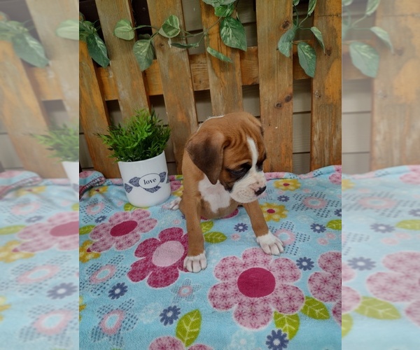 Medium Photo #33 Boxer Puppy For Sale in PORT ROYAL, PA, USA
