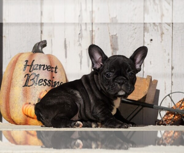 Medium Photo #2 Faux Frenchbo Bulldog Puppy For Sale in FREDERICKSBG, OH, USA