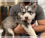 Small Photo #17 Siberian Husky Puppy For Sale in KANSAS CITY, MO, USA
