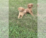 Small Photo #1 Golden Labrador Puppy For Sale in DETROIT, MI, USA