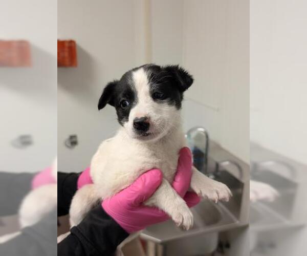 Medium Photo #1 Border Collie Puppy For Sale in Bakersfield, CA, USA